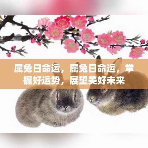 属兔人的日命运展望，掌握好运势，迎接美好未来