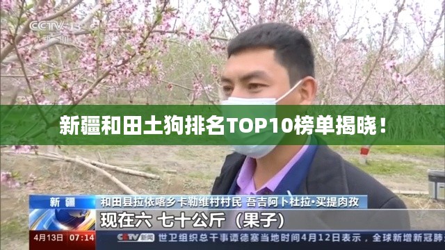 新疆和田土狗排名TOP10榜单揭晓！